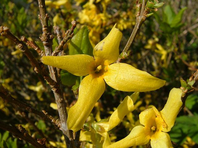 Forsythia intermedia